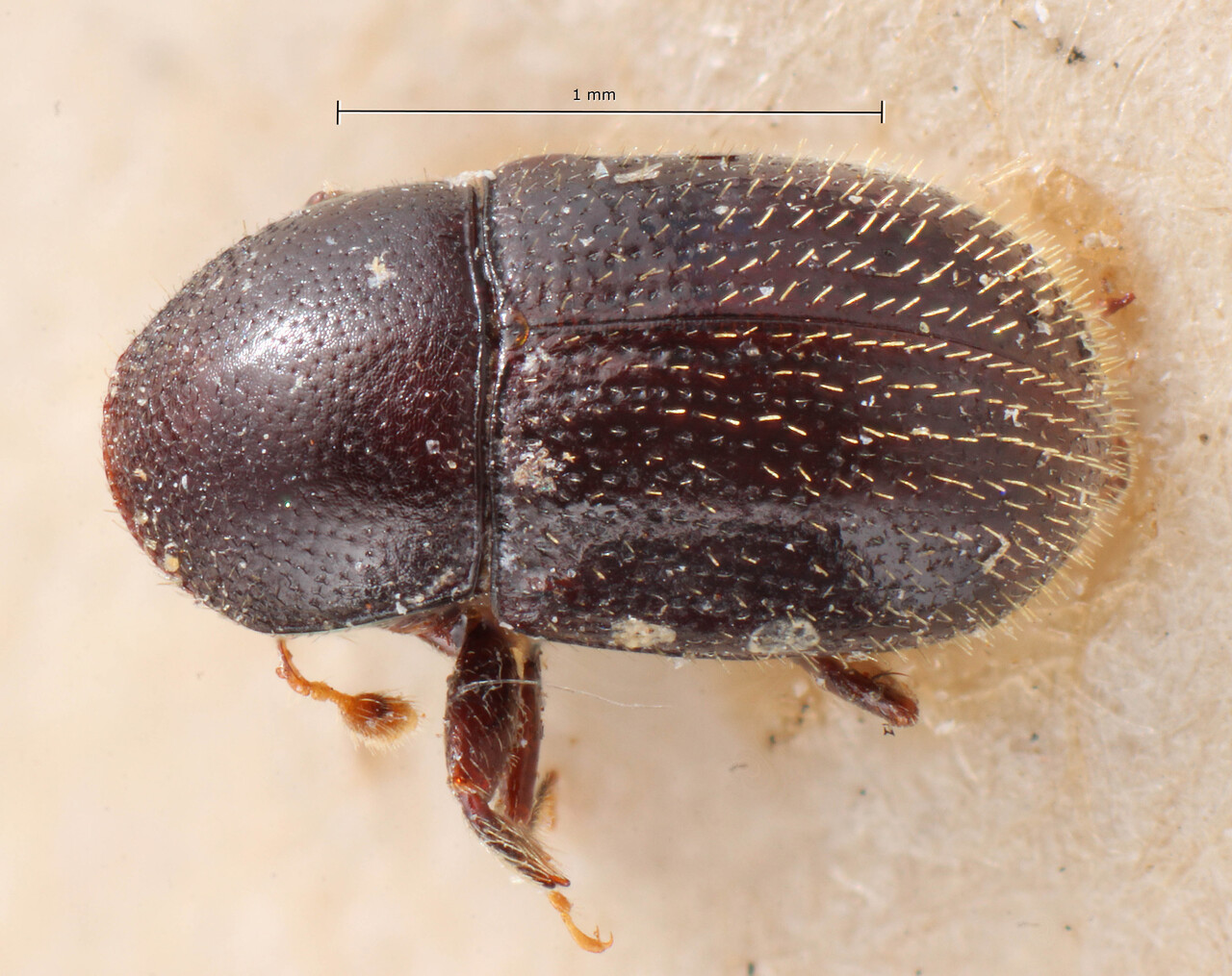 Genus / Species: Scolytodes brasiliensis | Image Author: TH Atkinson | Location: Brazil, Santa Catarina, Blumenau | Image Type: holotype | Collection: Entomology