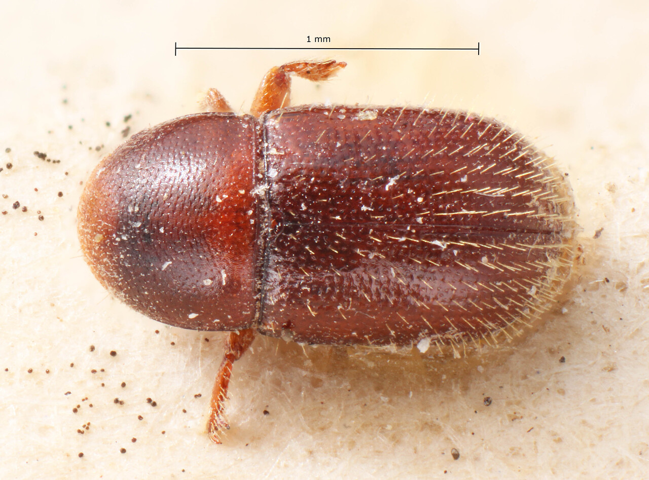 Genus / Species: Scolytodes minor | Image Author: TH Atkinson | Location: Bolivia, Cochabamba, Cochabamba (departamento) | Image Type: lectotype | Collection: Entomology