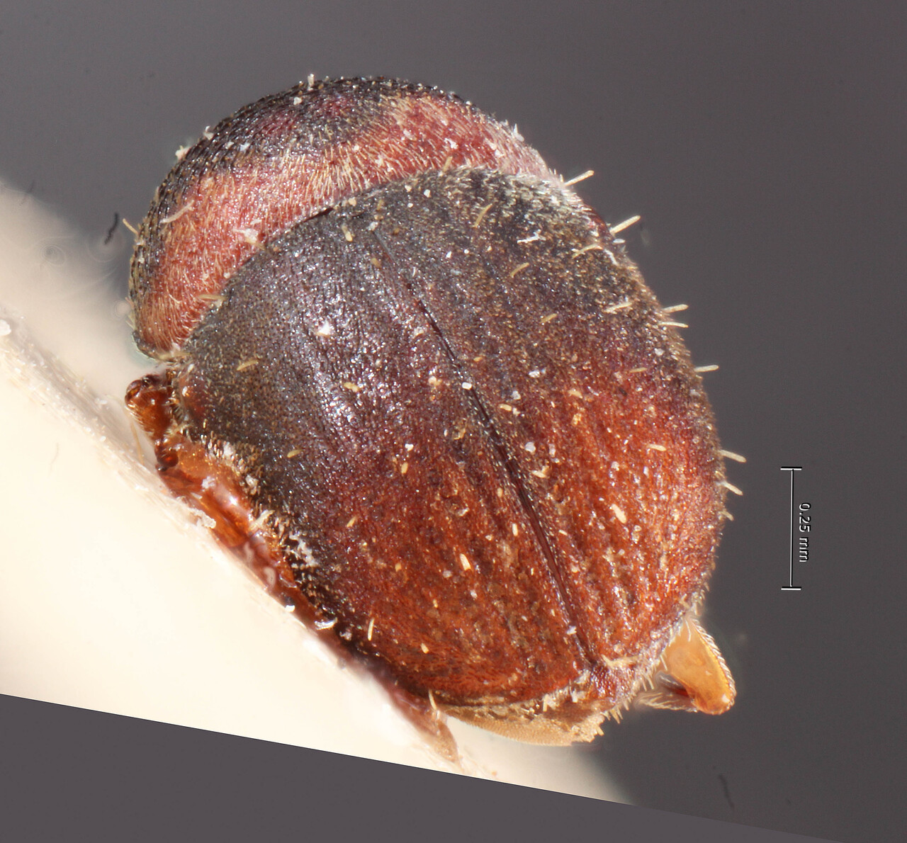 Genus / Species: <i>Gymnochilus reitteri</i> | Image Author: TH Atkinson | Location: Nicaragua, unknown, Nicaragua (country / region) | Image Type: holotype | Collection: Entomology