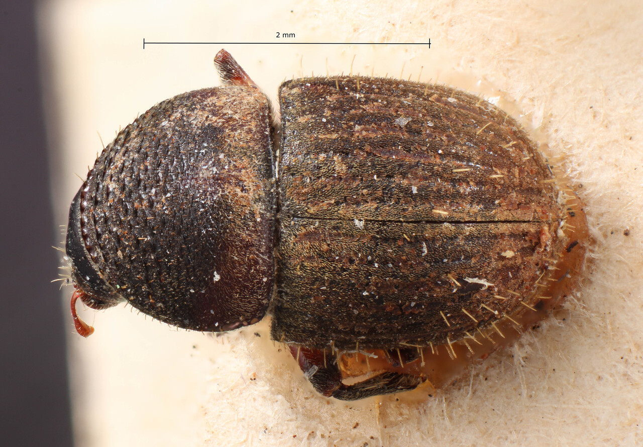 Genus / Species: Gymnochilus brevis | Image Author: TH Atkinson | Location: Bolivia, Cochabamba, Cochabamba (departamento) | Image Type: holotype | Collection: Entomology