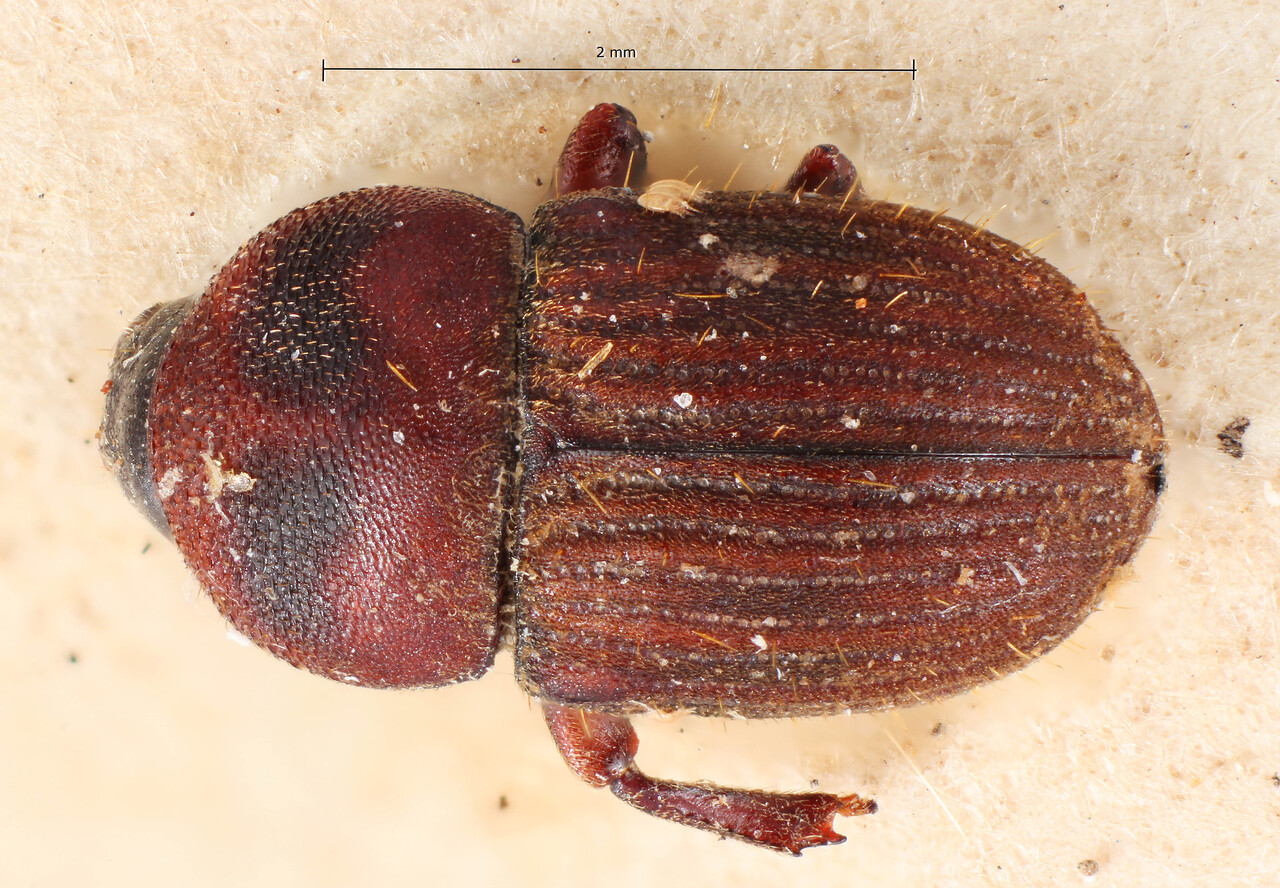 Genus / Species: Gymnochilus laevicollis | Image Author: TH Atkinson | Location: Bolivia, Cochabamba, Cochabamba (departamento) | Image Type: holotype | Collection: Entomology