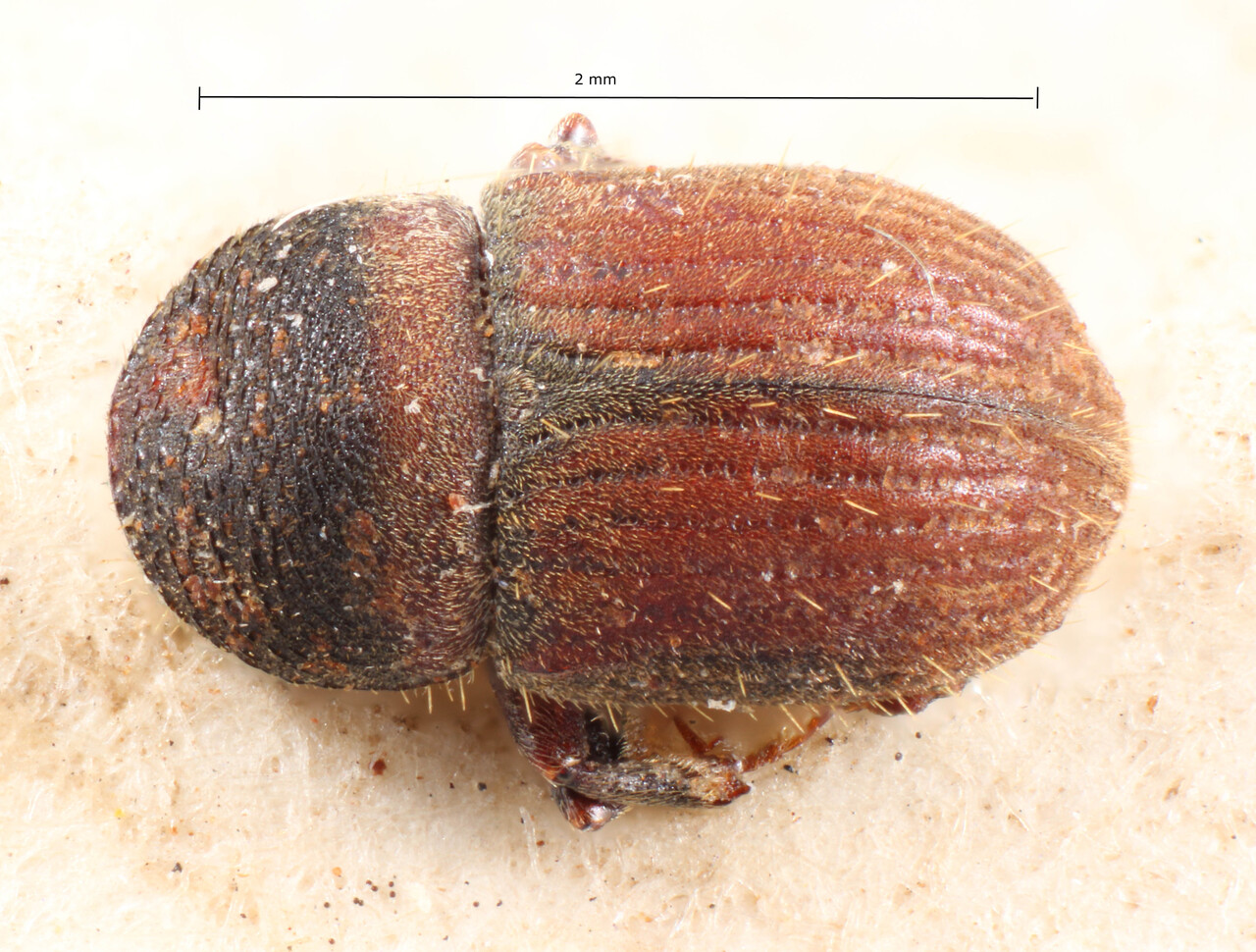 Genus / Species: Gymnochilus pilifer | Image Author: TH Atkinson | Location: Bolivia, Cochabamba, Cochabamba (departamento) | Image Type: holotype | Collection: Entomology