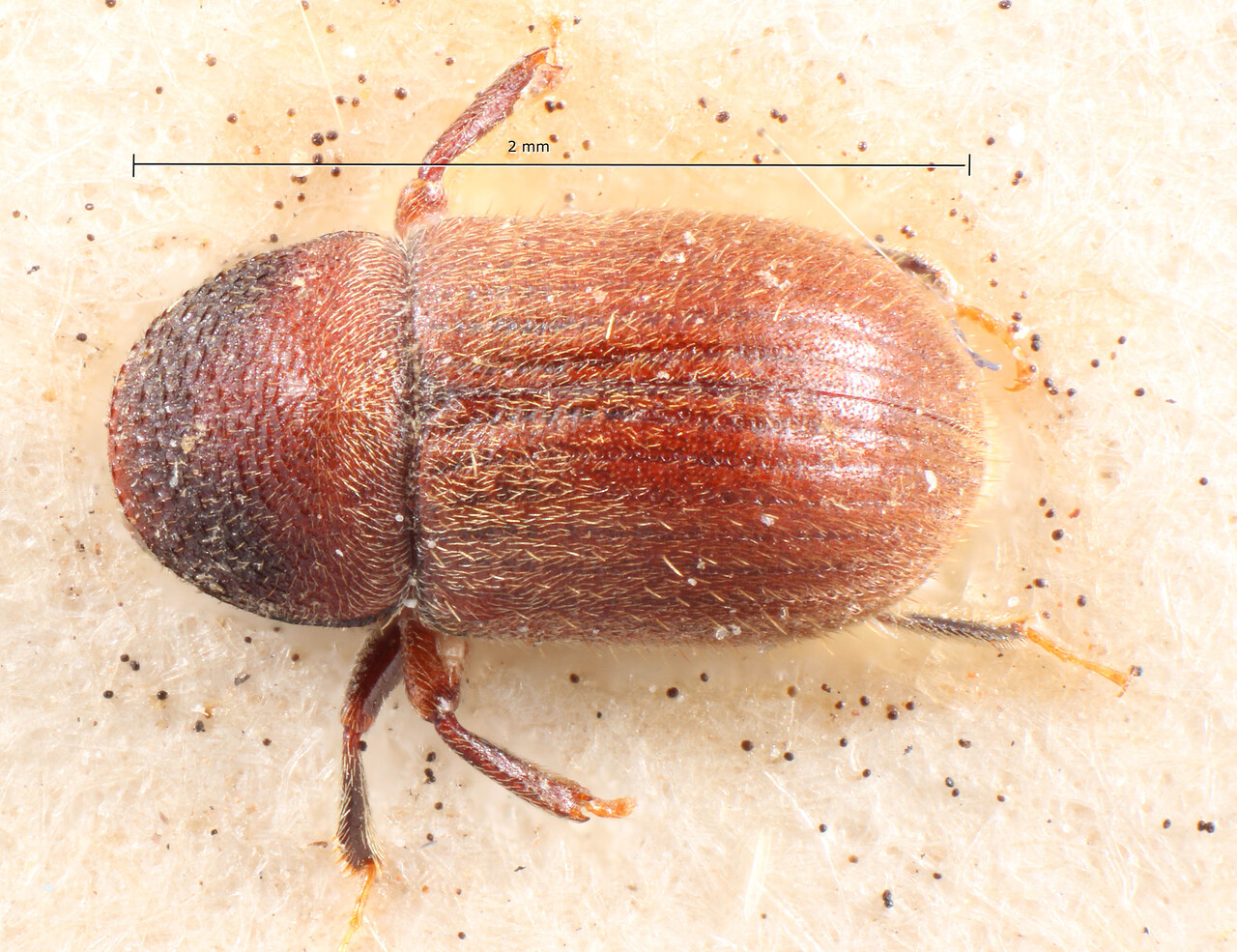 Genus / Species: Scolytodes pilosulus | Image Author: TH Atkinson | Location: Bolivia, Cochabamba, Cochabamba (departamento) | Image Type: holotype | Collection: Entomology
