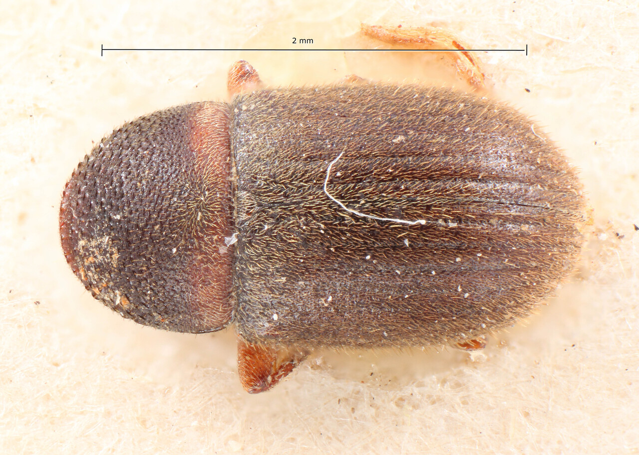 Genus / Species: Gymnochilus vestitus | Image Author: TH Atkinson | Location: Bolivia, Cochabamba, Cochabamba (departamento) | Image Type: holotype | Collection: Entomology
