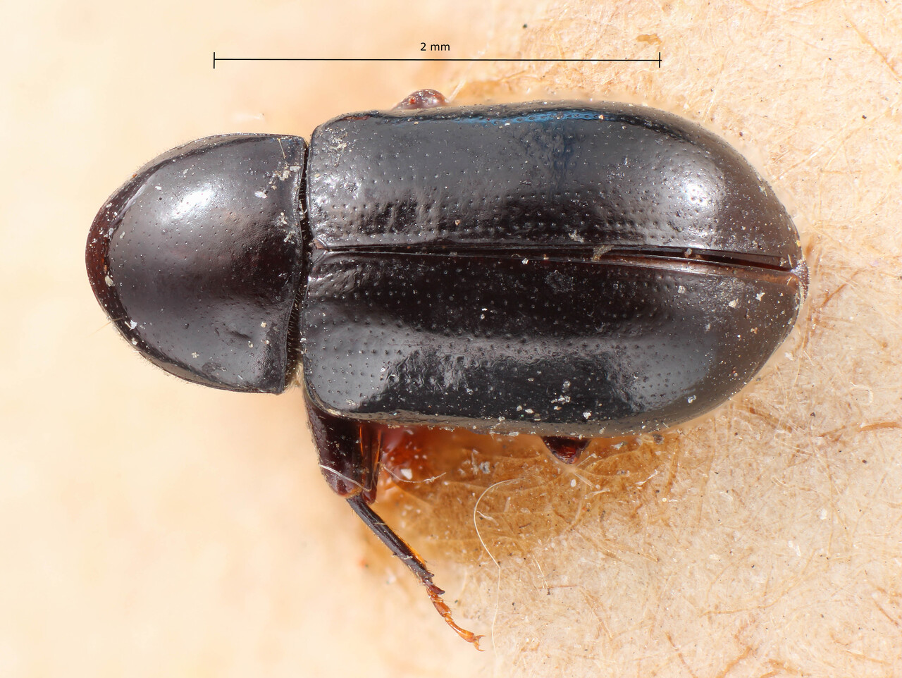 Genus / Species: Scolytodes majus | Image Author: TH Atkinson | Location: Bolivia, Cochabamba, Cochabamba (departamento) | Image Type: holotype | Collection: Entomology