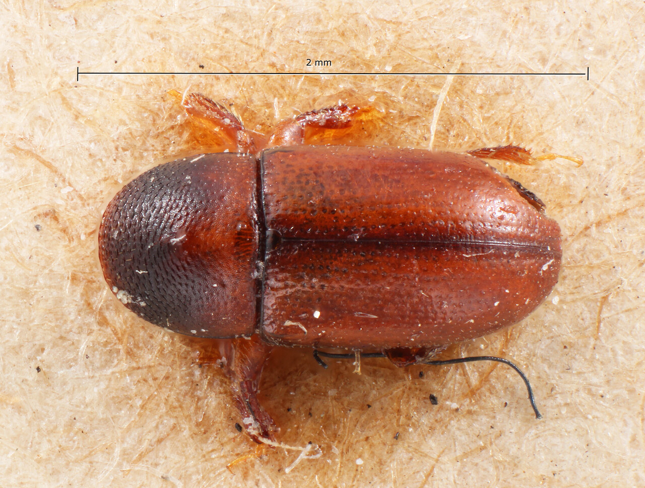 Genus / Species: Scolytodes rugulosus | Image Author: TH Atkinson | Location: Bolivia, Cochabamba, Cochabamba (departamento) | Image Type: holotype | Collection: Entomology
