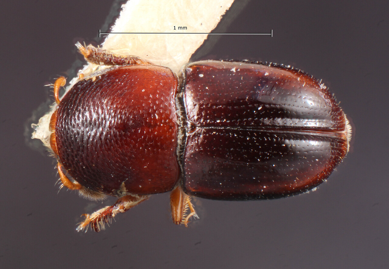Genus / Species: Scolytodes swieteniae | Image Author: TH Atkinson | Location: Costa Rica, unknown, Costa Rica (country / region) | Image Type: holotype | Collection: Entomology