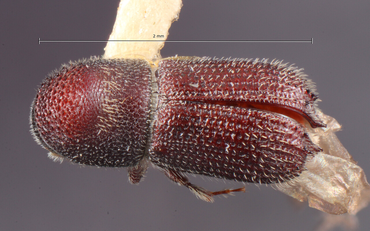 Genus / Species: Hylocurus flaglerensis | Image Author: TH Atkinson | Location: United States, Florida, Flagler Co. | Image Type: holotype | Collection: Entomology