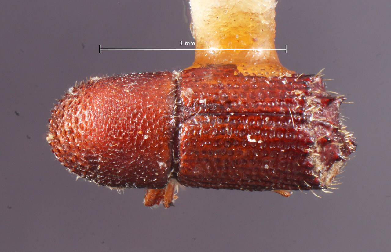 Genus / Species: Hylocurus quadrispinosus | Image Author: TH Atkinson | Location: Cuba, Cienfuegos, Cayamas | Image Type: holotype | Collection: Entomology