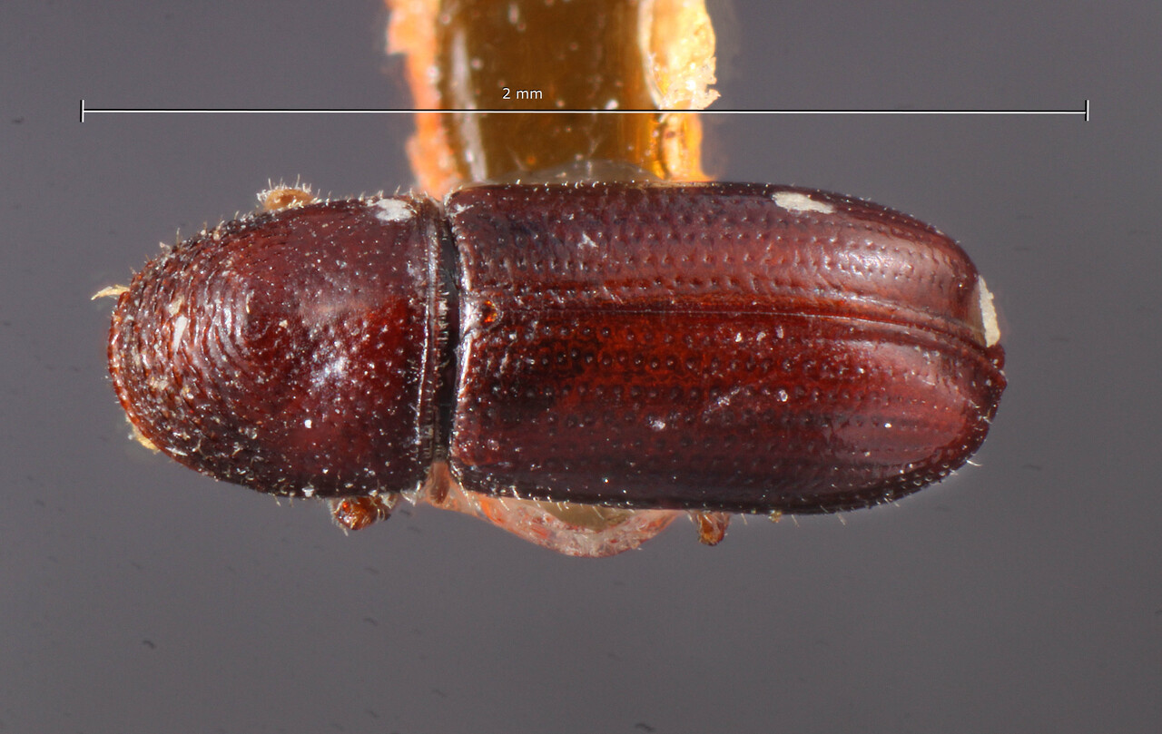 Genus / Species: Pityophthorus infulatus | Image Author: TH Atkinson | Location: United States, Arizona, Chiricahua Mtns. | Image Type: holotype | Collection: Entomology