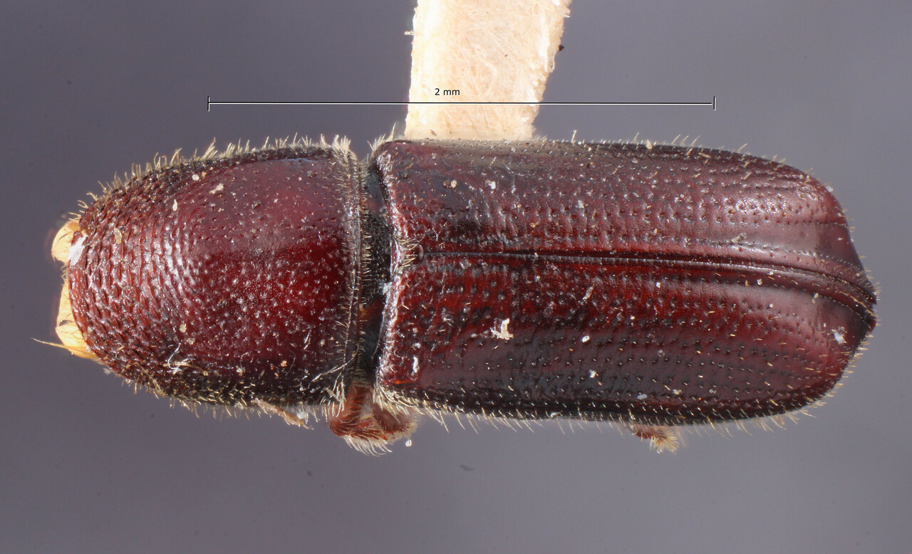 Genus / Species: Pityophthorus ingens | Image Author: TH Atkinson | Location: United States, Arizona, Sta. Catalina Mtns. | Image Type: holotype | Collection: Entomology