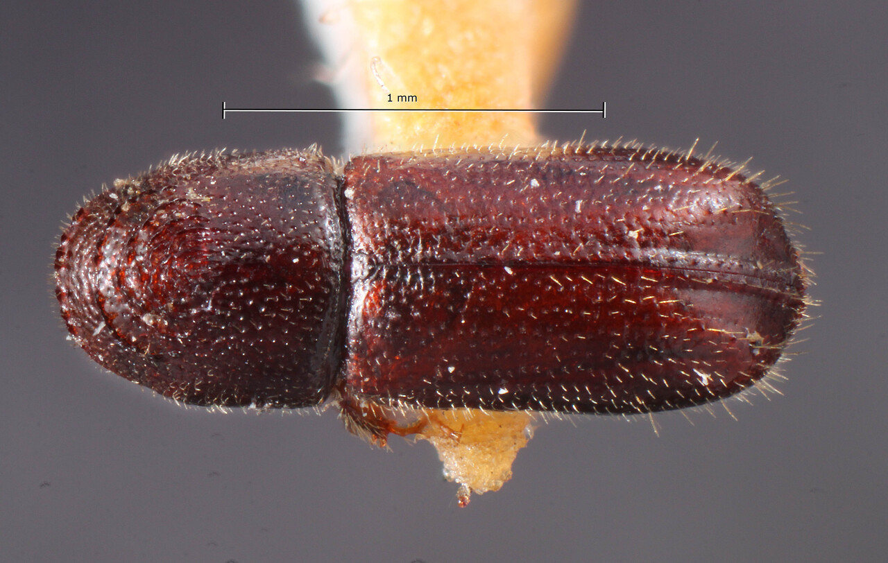 Genus / Species: Pityophthorus jeffreyi | Image Author: TH Atkinson | Location: United States, California, Bishop | Image Type: holotype | Collection: Entomology