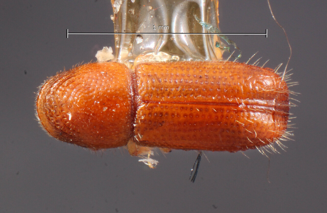 Genus / Species: Pityophthorus liquidambarus | Image Author: TH Atkinson | Location: United States, Louisiana, Mound | Image Type: lectotype | Collection: Entomology