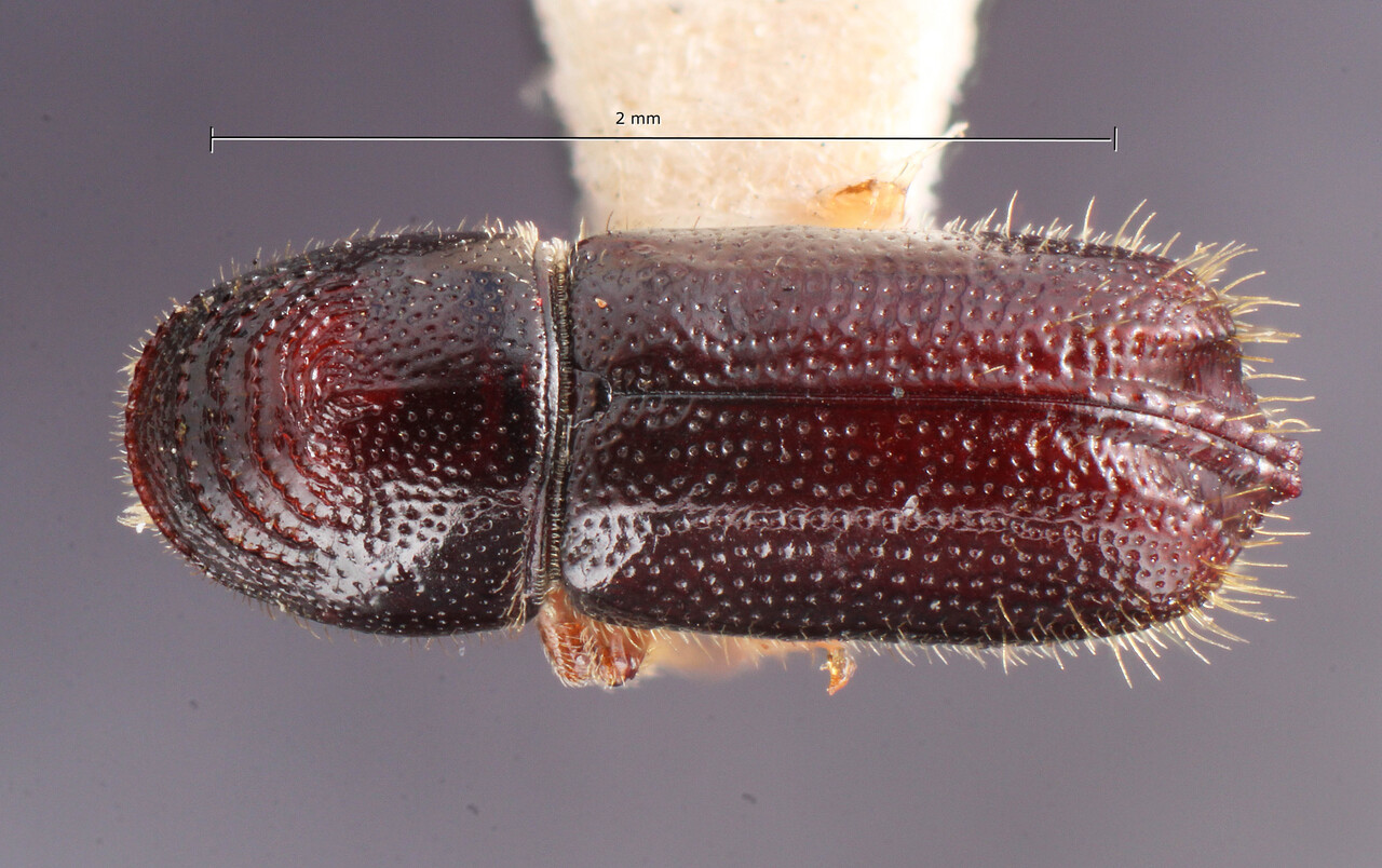 Genus / Species: Pityophthorus mexicanus | Image Author: TH Atkinson | Location: México, Coahuila, Torreón | Image Type: holotype | Collection: Entomology