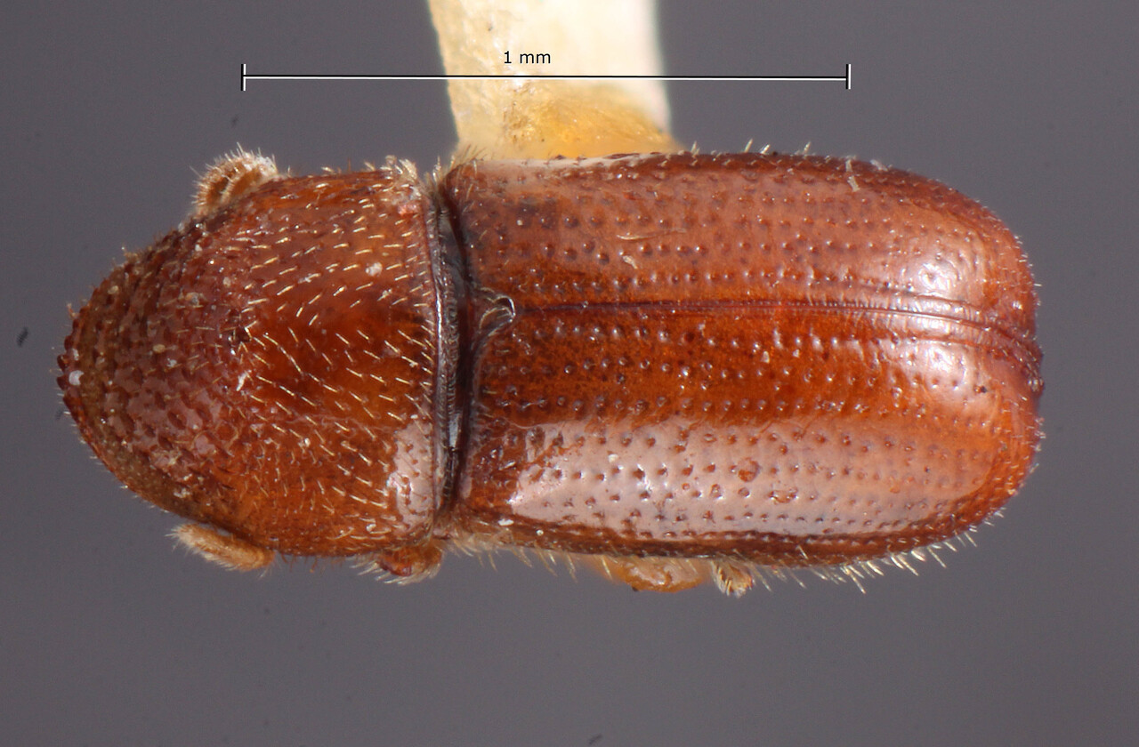Genus / Species: Pityophthorus modicus | Image Author: TH Atkinson | Location: United States, New Mexico, Las Vegas Hot Springs | Image Type: holotype | Collection: Entomology
