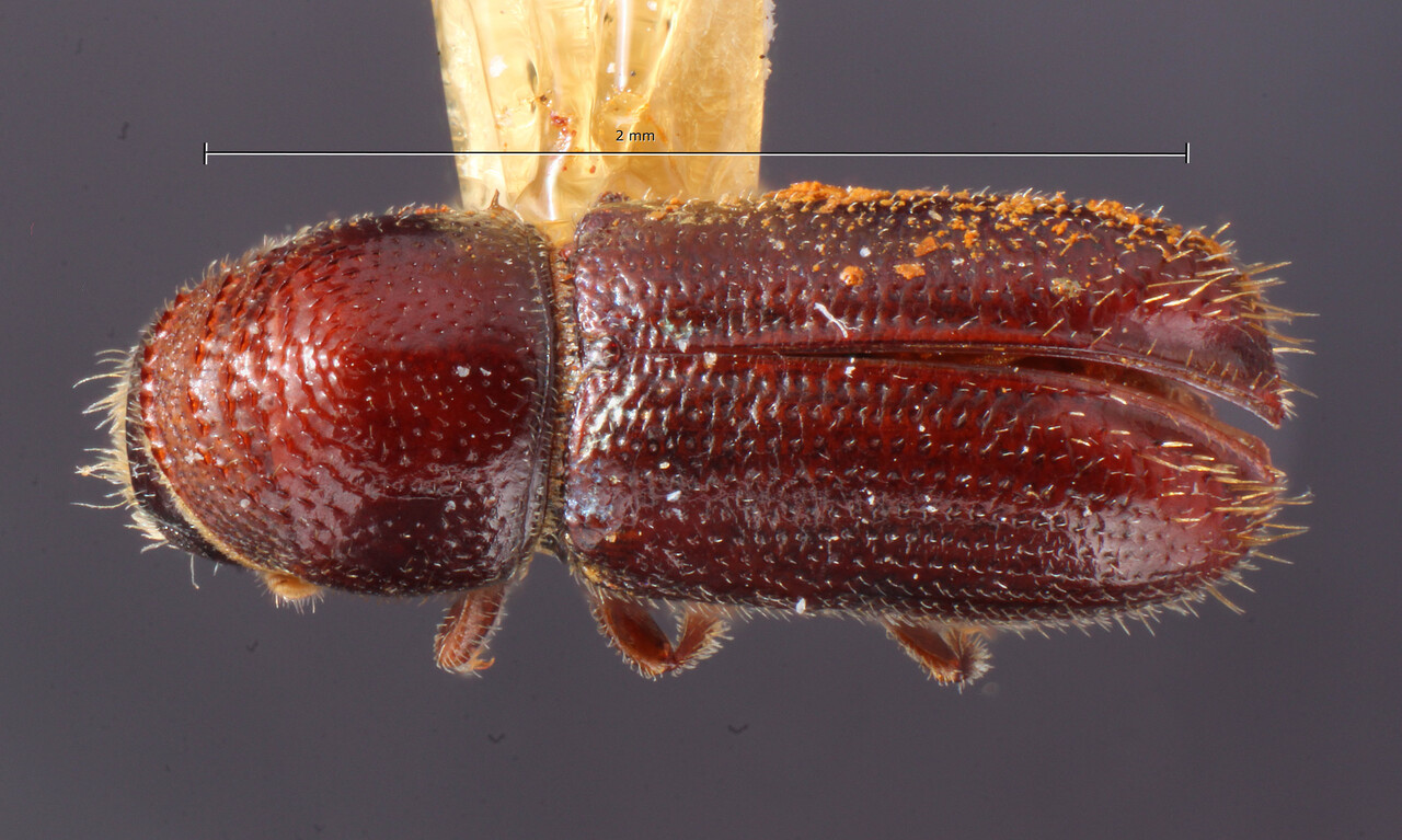 Genus / Species: Pityophthorus occidentalis | Image Author: TH Atkinson | Location: United States, Colorado, Pitkin | Image Type: lectotype | Collection: Entomology