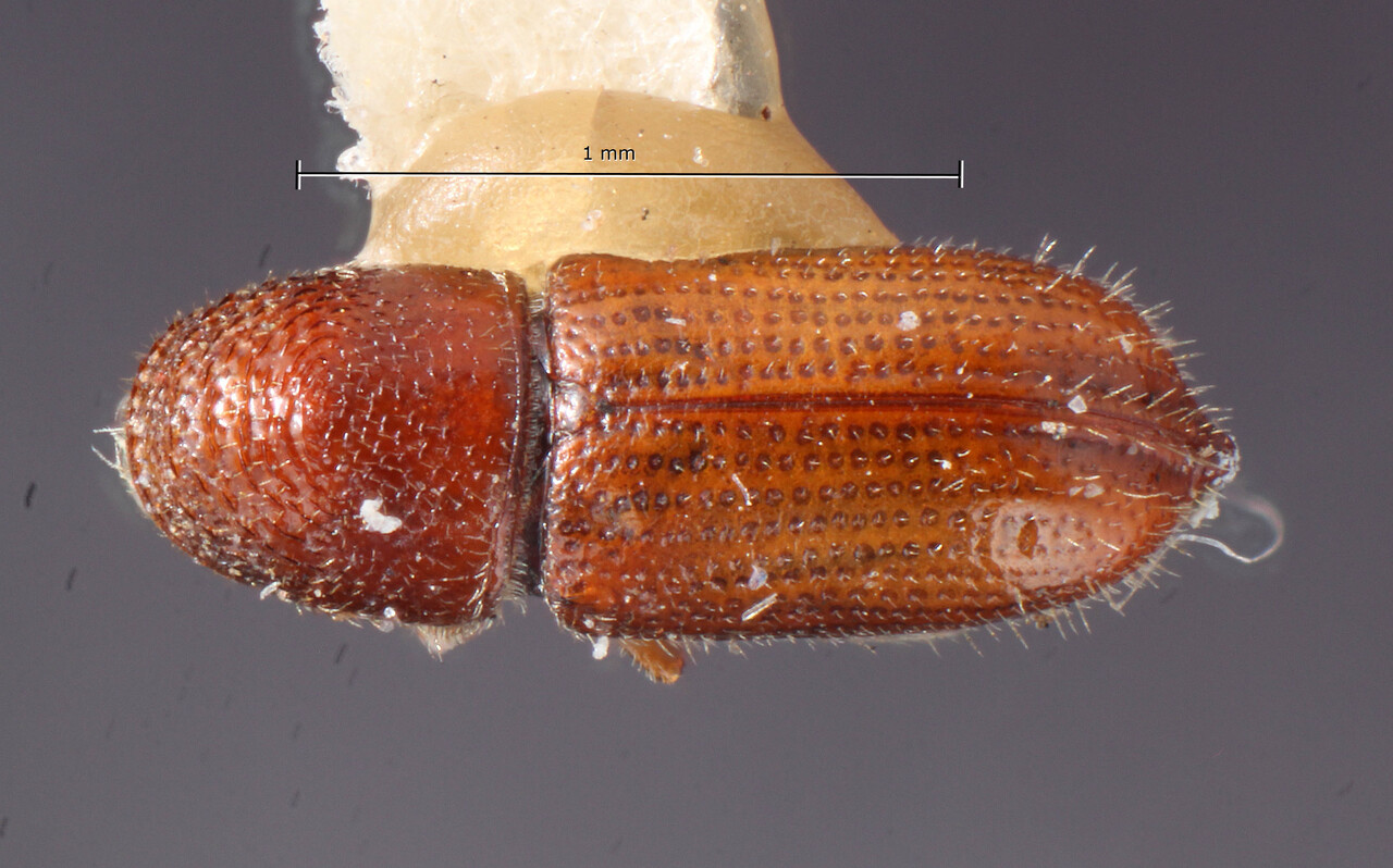 Genus / Species: Pityophthorus perotei | Image Author: TH Atkinson | Location: México, Veracruz, Perote | Image Type: holotype | Collection: Entomology