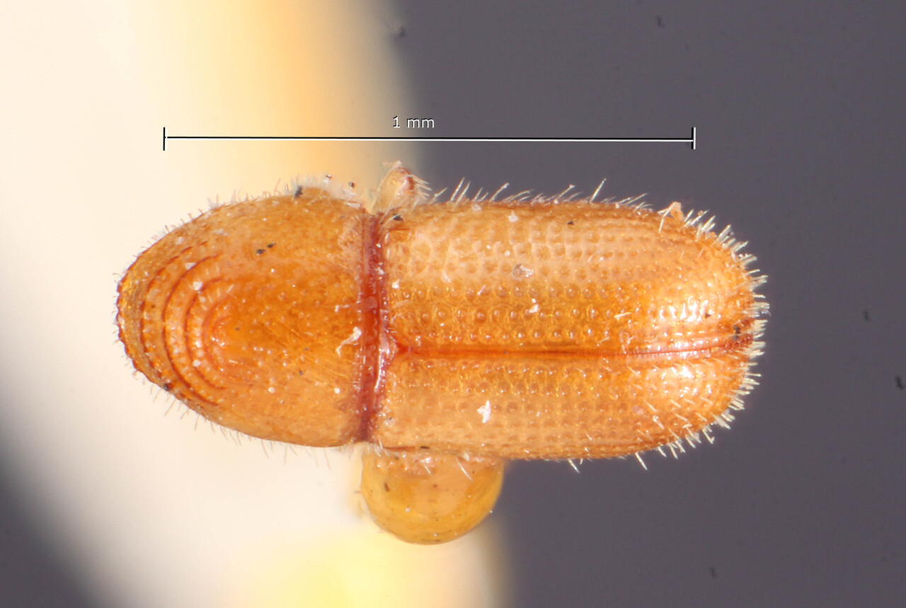Genus / Species: Pityophthorus regularis | Image Author: TH Atkinson | Location: Cuba, Cienfuegos, Cayamas | Image Type: holotype | Collection: Entomology
