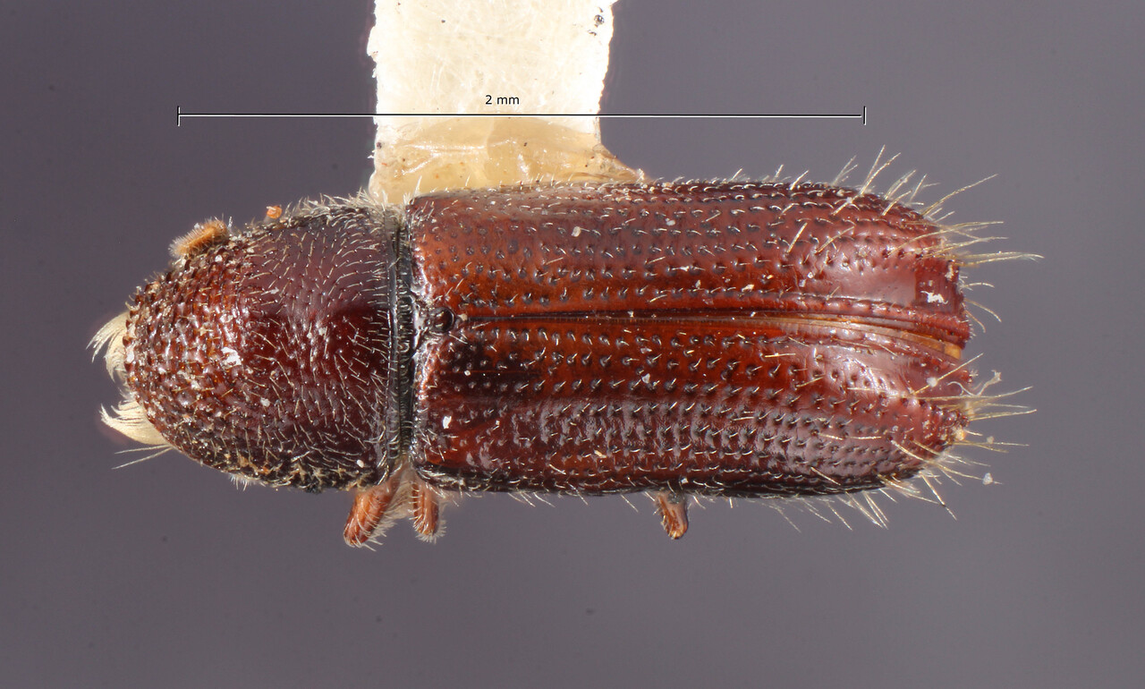 Genus / Species: Pityophthorus rudis | Image Author: TH Atkinson | Location: México, México, Amecameca | Image Type: holotype | Collection: Entomology