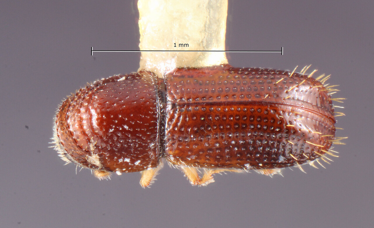 Genus / Species: Pityophthorus sambuci | Image Author: TH Atkinson | Location: México, Jalisco, Tlaquepaque | Image Type: holotype | Collection: Entomology