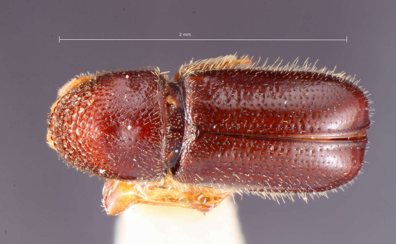 Genus / Species: Pityophthorus scalptor | Image Author: TH Atkinson | Location: United States, California, Julian | Image Type: holotype | Collection: Entomology