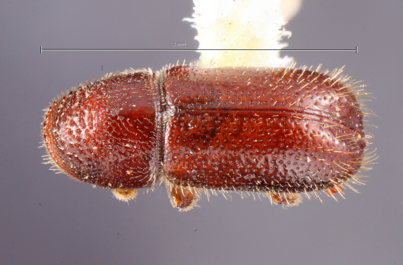 Genus / Species: Pityophthorus schwarzi | Image Author: TH Atkinson | Location: United States, New Mexico, Las Vegas Hot Springs | Image Type: holotype | Collection: Entomology