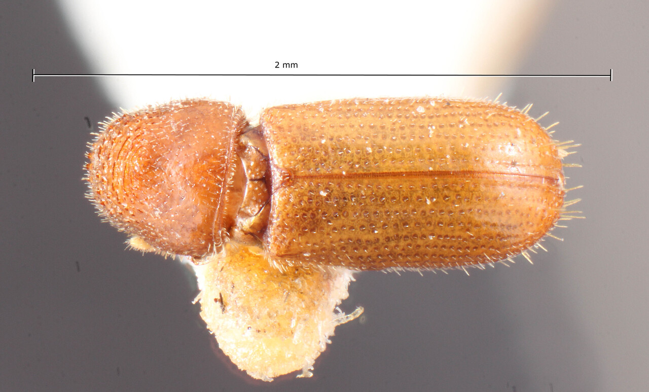 Genus / Species: Pityophthorus segnis | Image Author: TH Atkinson | Location: United States, Arizona, Sta. Catalina Mtns. | Image Type: holotype | Collection: Entomology