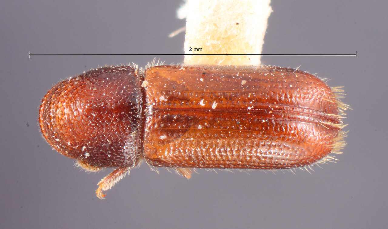 Genus / Species: Pityophthorus setosus | Image Author: TH Atkinson | Location: United States, California, Monterey | Image Type: holotype | Collection: Entomology