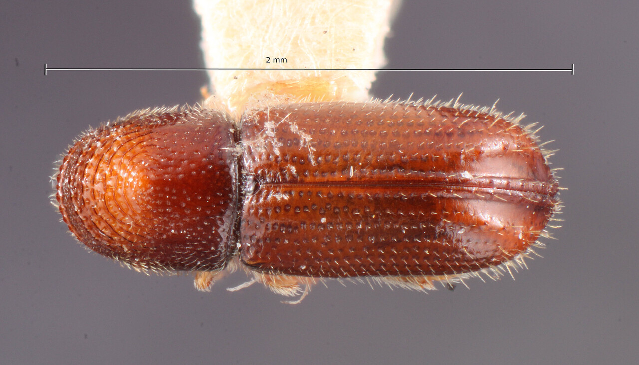 Genus / Species: Pityophthorus solers | Image Author: TH Atkinson | Location: United States, New Mexico, Cloudcroft | Image Type: holotype | Collection: Entomology