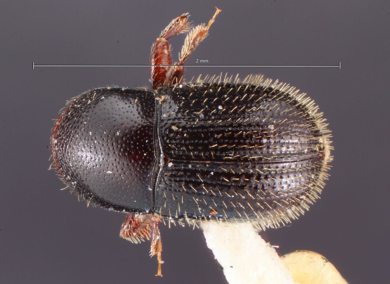Genus / Species: Scolytodes ingae | Image Author: TH Atkinson | Location: Colombia, Santander, La Esperanza | Image Type: holotype | Collection: Entomology