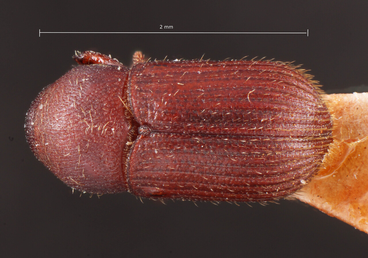 Genus / Species: Bothrosternus brevis | Image Author: TH Atkinson | Location: Brazil, São Paulo, São Paulo (estado) | Image Type: holotype | Collection: Entomology