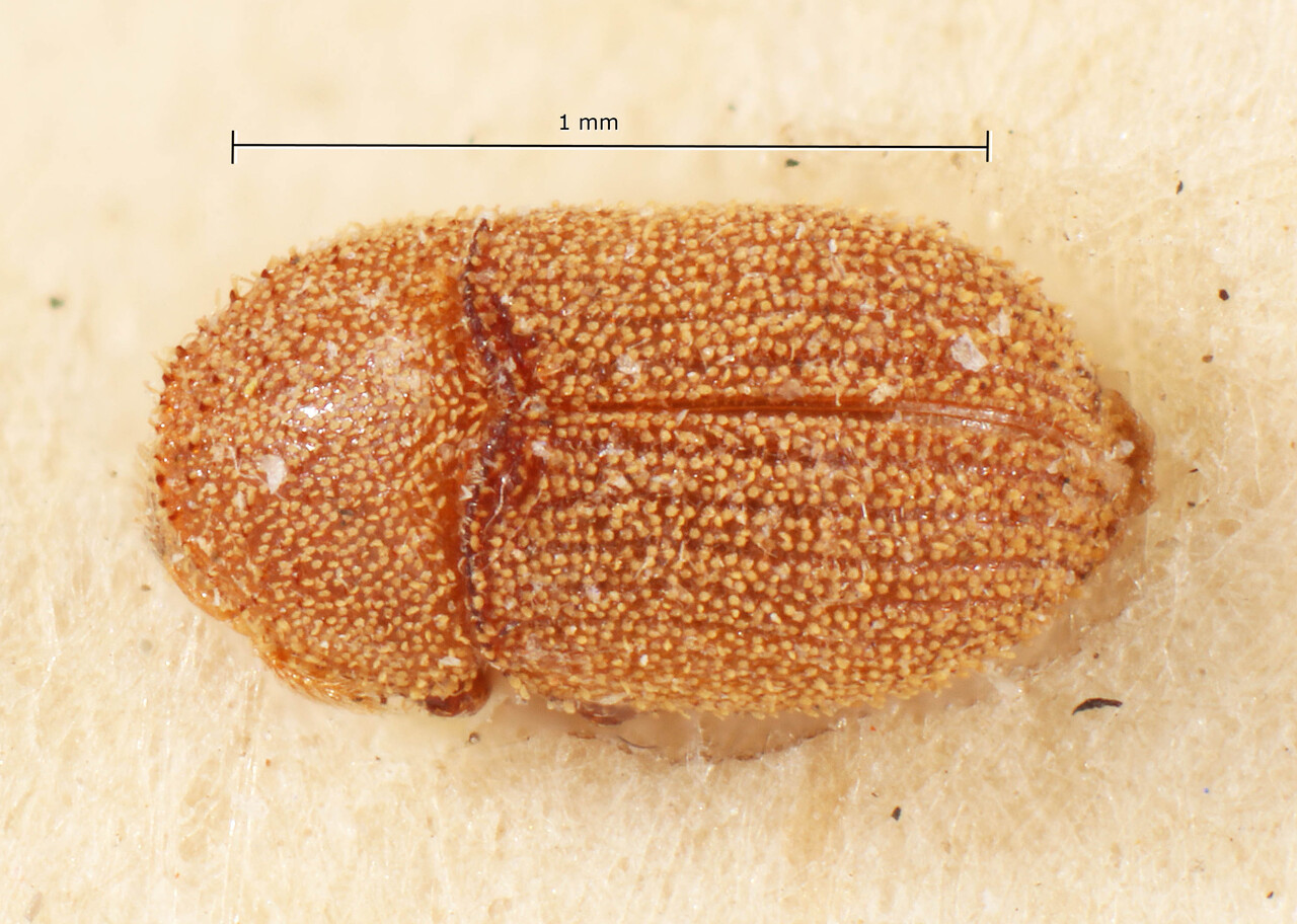 Genus / Species: Chramesus minor | Image Author: TH Atkinson | Location: Brazil, Mato Grosso, Corumba | Image Type: lectotype | Collection: Entomology