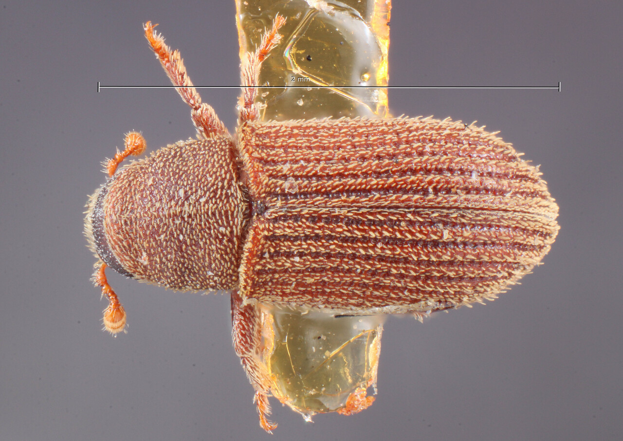Genus / Species: Xylechinus americanus | Image Author: TH Atkinson | Location: United States, Maine, Orono | Image Type: holotype | Collection: Entomology
