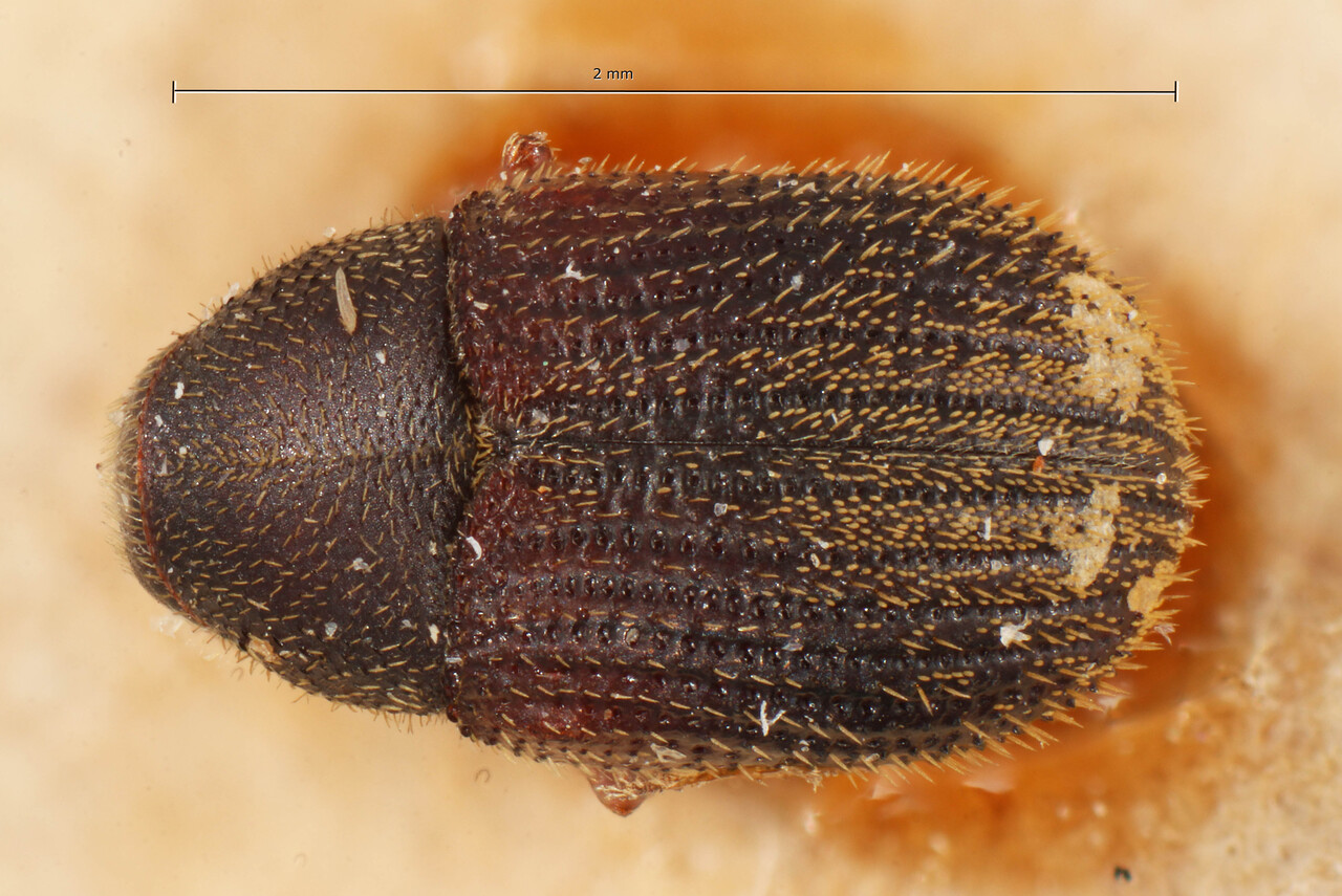 Genus / Species: Chramesus striatus | Image Author: TH Atkinson | Location: Bolivia, Cochabamba, Cochabamba (departamento) | Image Type: holotype | Collection: Entomology