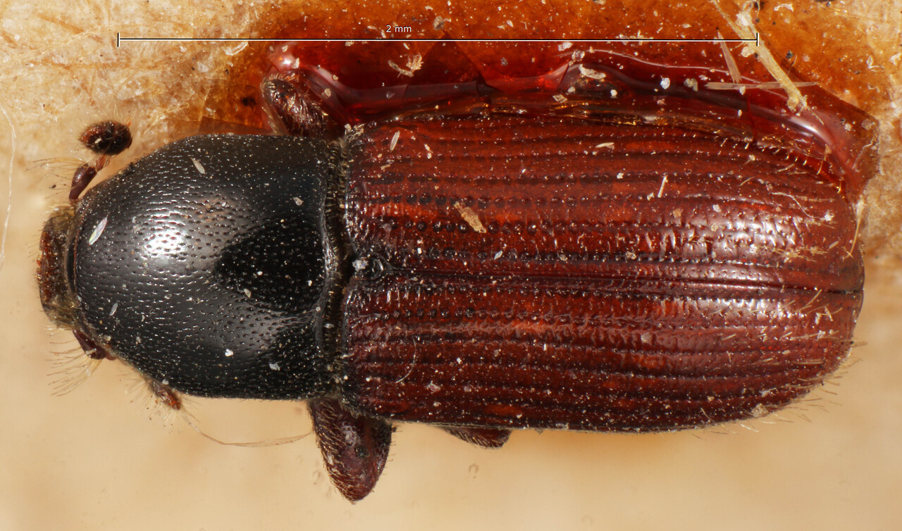 Genus / Species: Cnesinus bicolor | Image Author: TH Atkinson | Location: Bolivia, Cochabamba, Cochabamba (departamento) | Image Type: holotype | Collection: Entomology