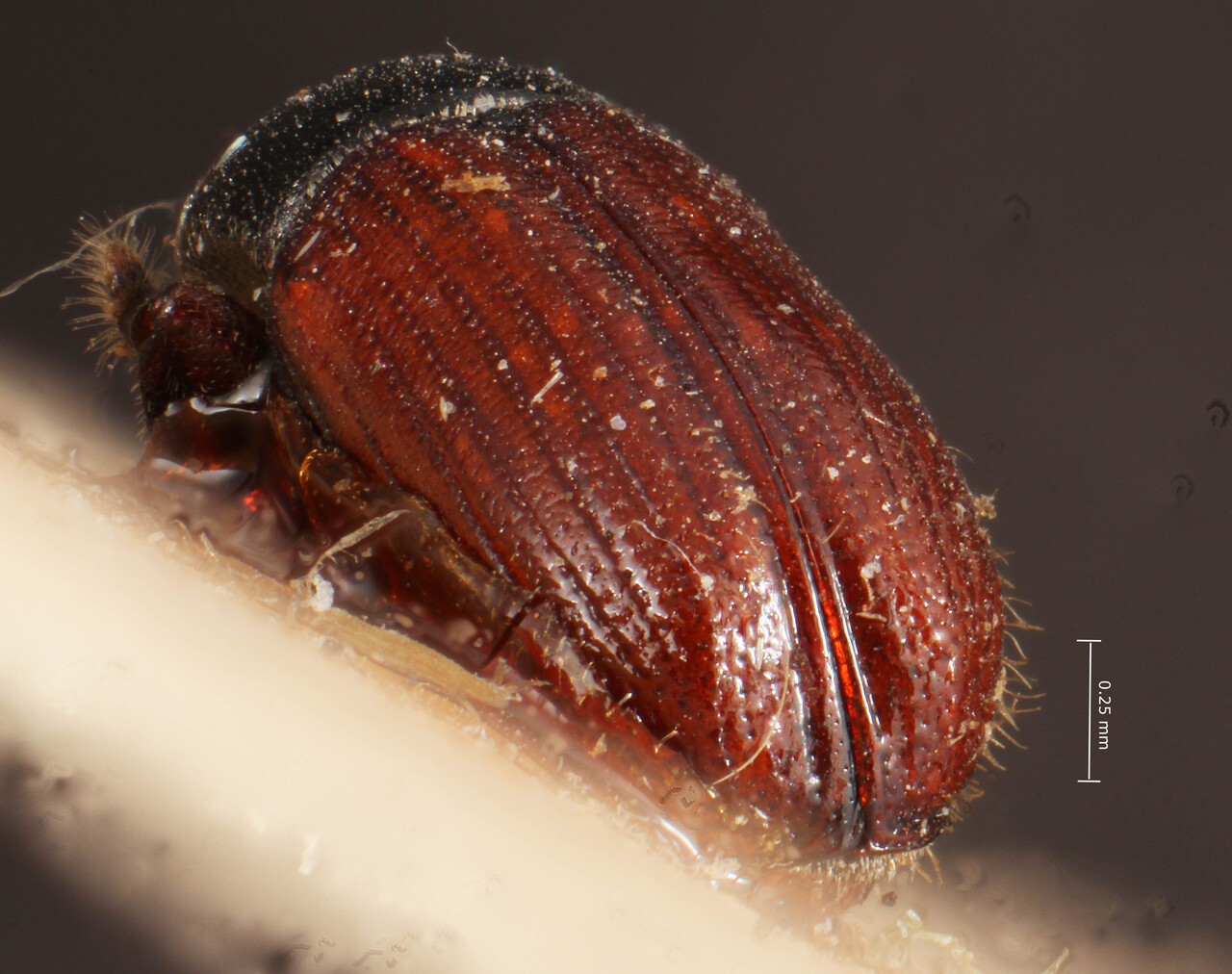 Genus / Species: <i>Cnesinus bicolor</i> | Image Author: TH Atkinson | Location: Bolivia, Cochabamba, Cochabamba (departamento) | Image Type: holotype | Collection: Entomology