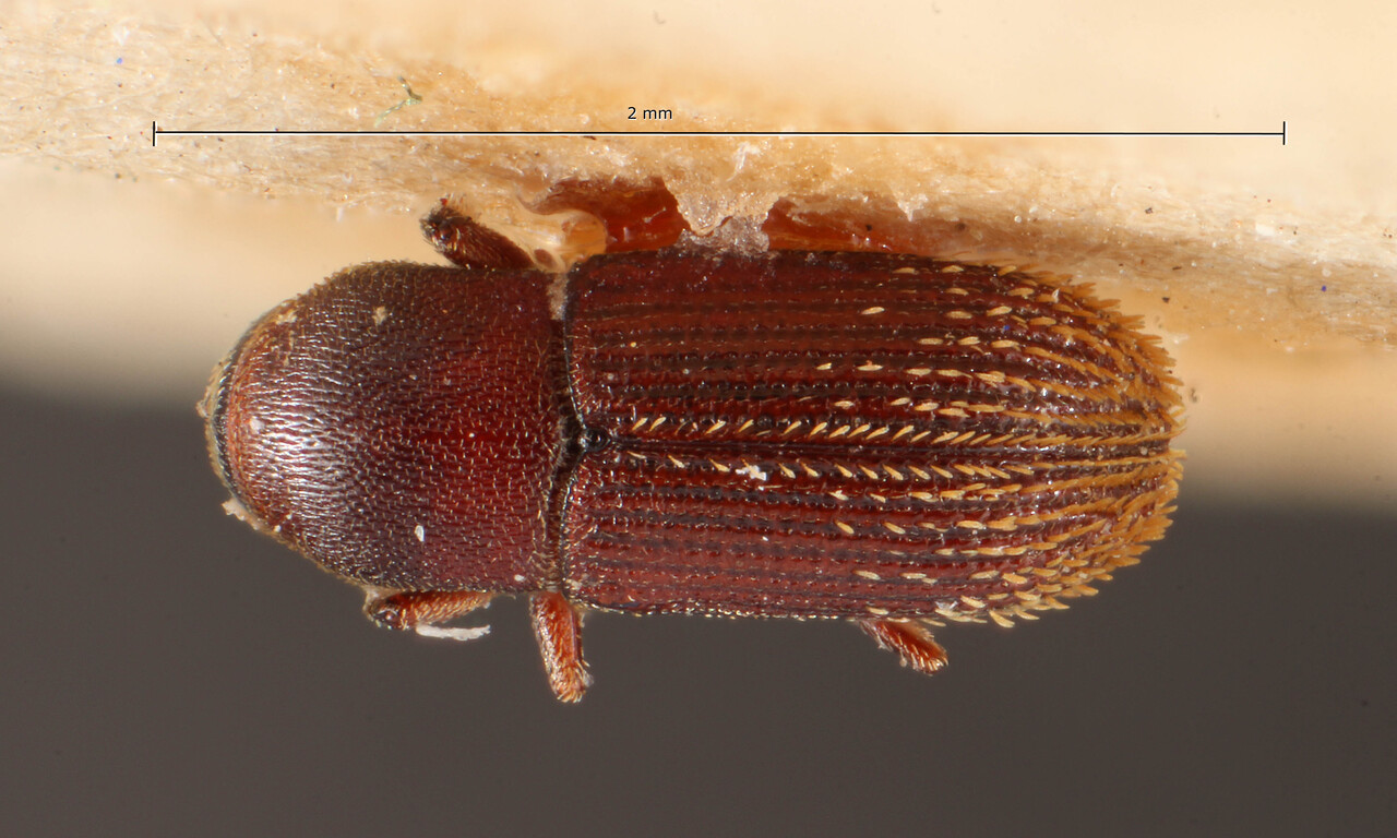 Genus / Species: Cnesinus insularis | Image Author: TH Atkinson | Location: Lesser Antilles, Guadeloupe, Trois Rivieres | Image Type: lectotype | Collection: Entomology