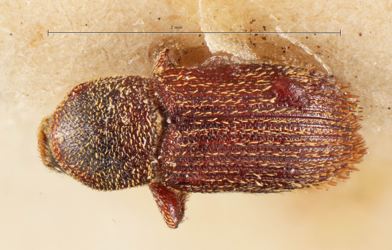 Genus / Species: Cnesinus setosus | Image Author: TH Atkinson | Location: Bolivia, Cochabamba, Cochabamba (departamento) | Image Type: holotype | Collection: Entomology