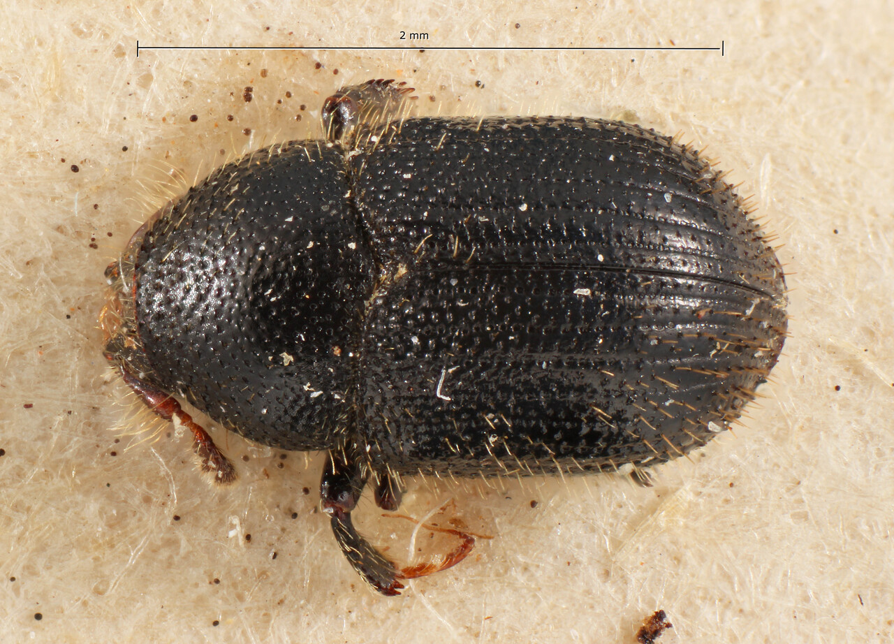 Genus / Species: Phloeotribus ovatus | Image Author: TH Atkinson | Location: Bolivia, Cochabamba, Cochabamba (departamento) | Image Type: holotype | Collection: Entomology