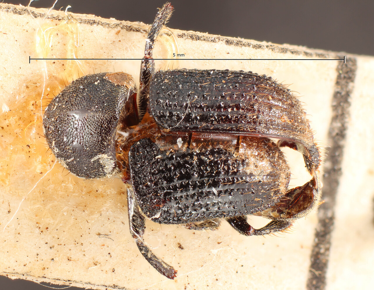 Genus / Species: Dryotomicus tuberculatus | Image Author: TH Atkinson | Location: Bolivia, Cochabamba, Cochabamba (departamento) | Image Type: holotype | Collection: Entomology