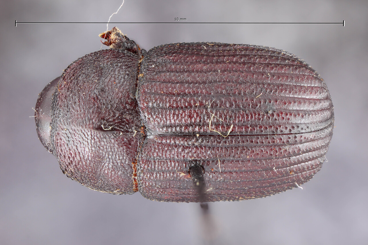Genus / Species: Phloeoborus scaber | Image Author: TH Atkinson | Location: Brazil, unknown, Brazil (country / region) | Image Type: lectotype | Collection: Entomology