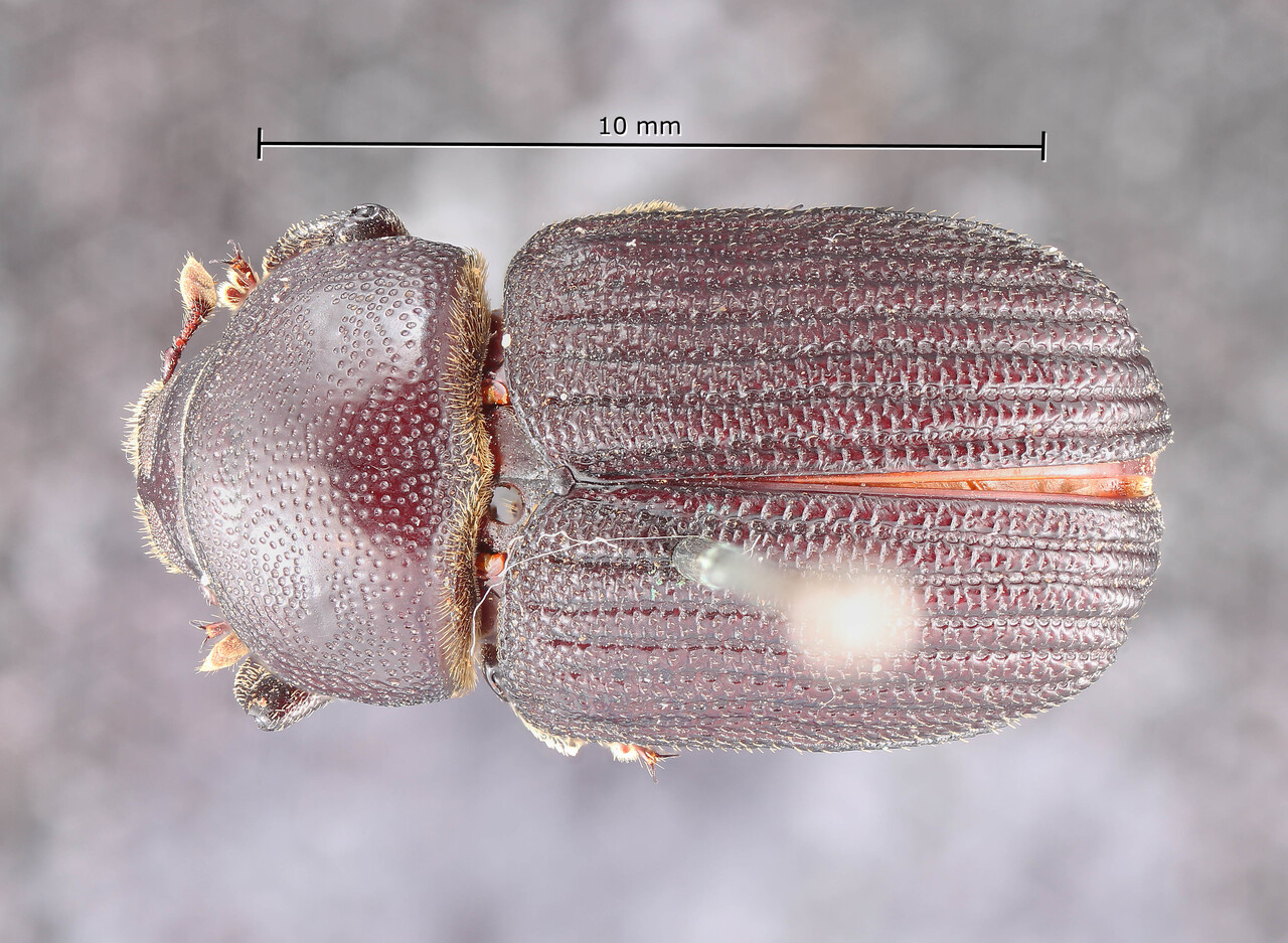 Genus / Species: Phloeoborus rudis | Image Author: TH Atkinson | Location: El Salvador, San Salvador | Image Type: holotype | Collection: Entomology