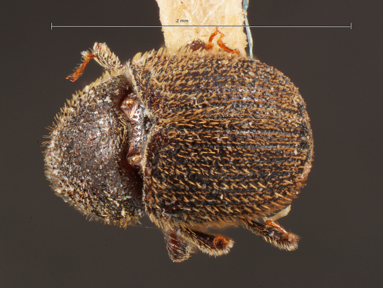 Genus / Species: Chramesus asperatus | Image Author: TH Atkinson | Location: United States, Arizona, Pine Canyon | Image Type: lectotype | Collection: Entomology