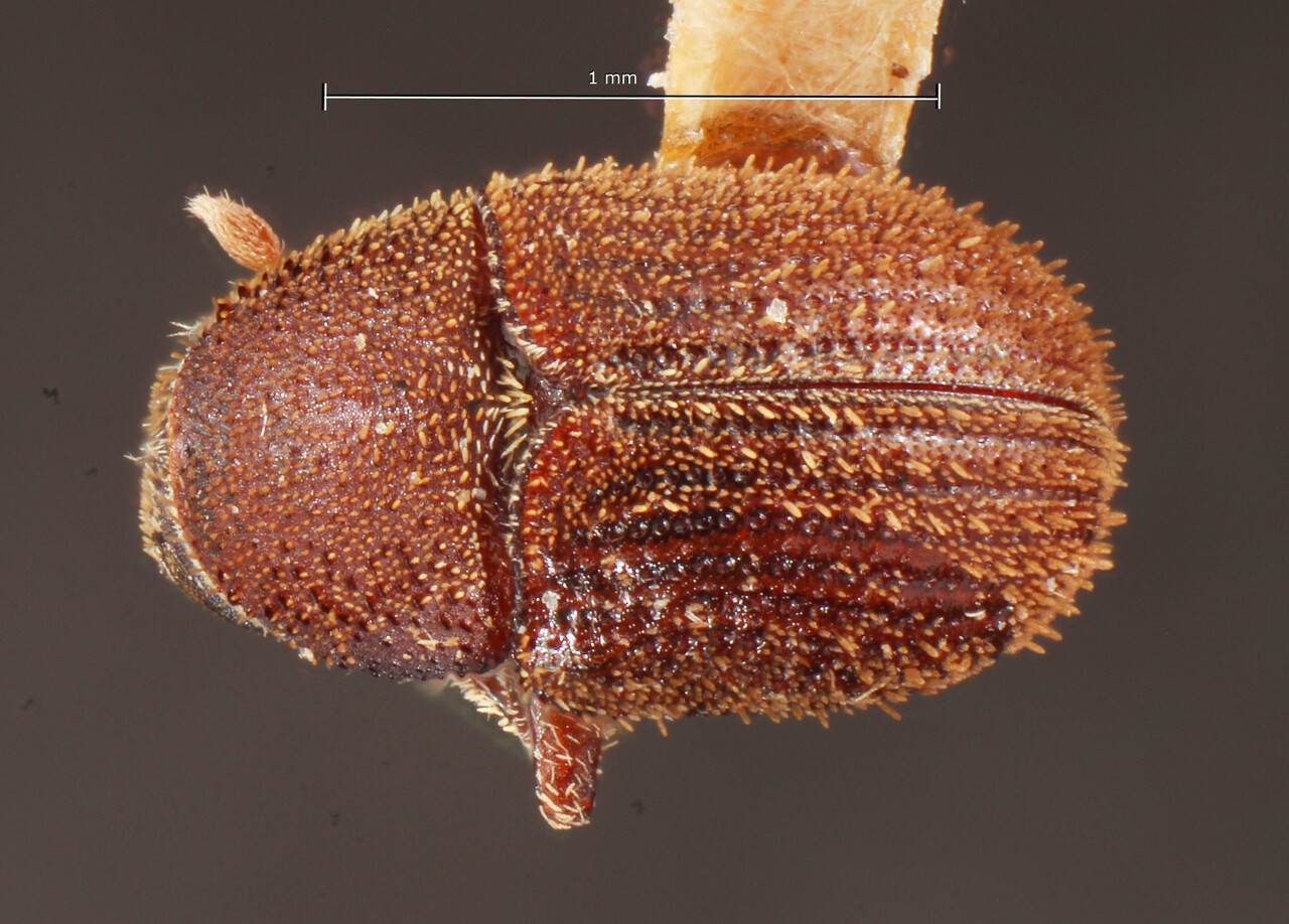 Genus / Species: Chramesus dentatus | Image Author: TH Atkinson | Location: United States, Arizona, Huachuca Mts. | Image Type: lectotype | Collection: Entomology