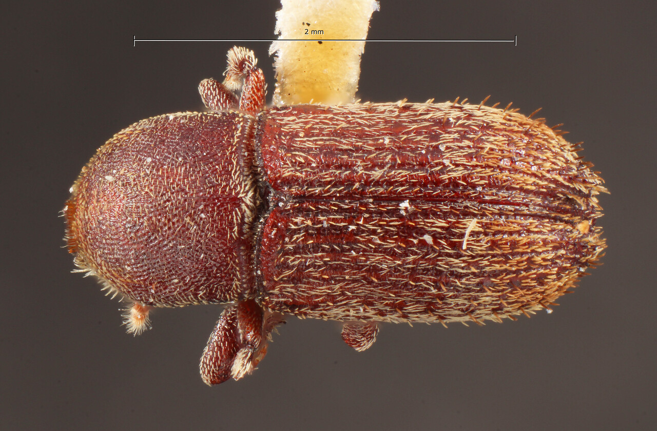 Genus / Species: Cnesinus cubensis | Image Author: TH Atkinson | Location: Cuba, Cienfuegos, Cayamas | Image Type: holotype | Collection: Entomology