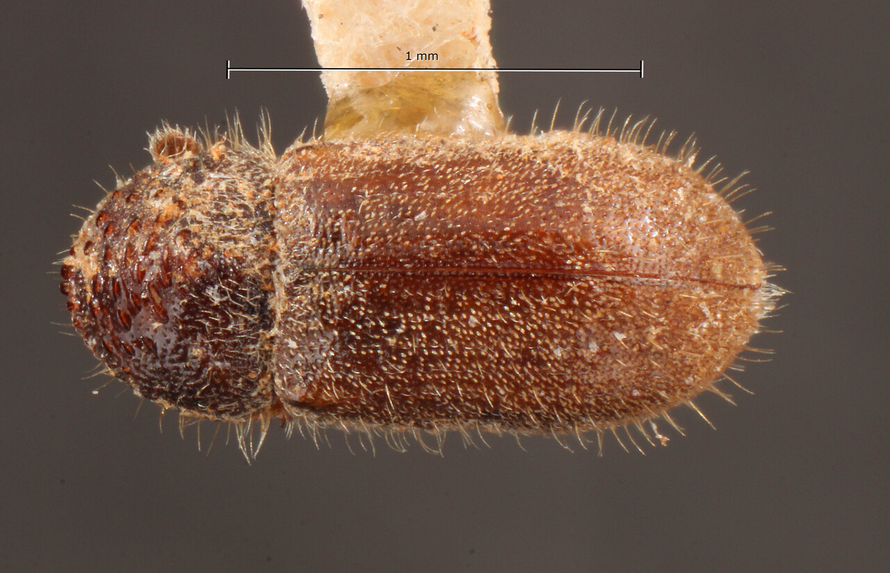 Genus / Species: Cryphalus pubescens | Image Author: TH Atkinson | Location: United States, Washington, Port Williams | Image Type: holotype | Collection: Entomology