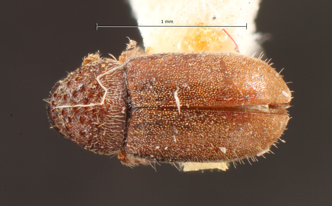Genus / Species: Cryphalus rubentis | Image Author: TH Atkinson | Location: United States, West Virginia, Pocahontas Co | Image Type: holotype | Collection: Entomology