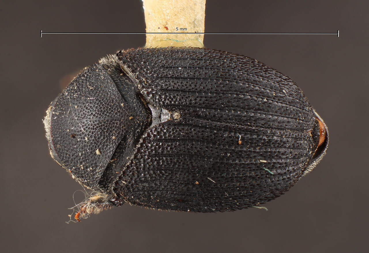 Genus / Species: Dendrosinus bourreriae | Image Author: TH Atkinson | Location: United States, Florida, Key Vaca, Marathon | Image Type: holotype | Collection: Entomology