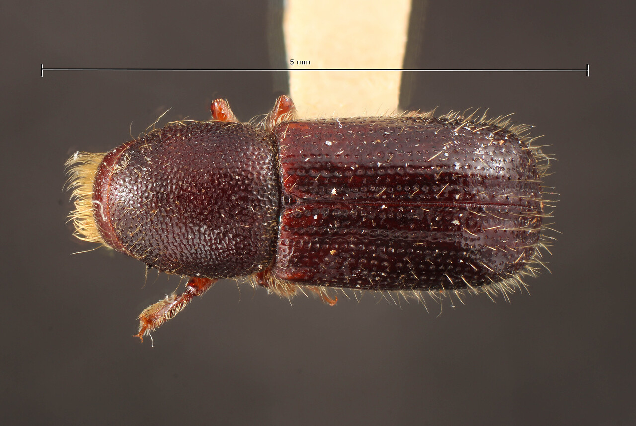 Genus / Species: Dryocoetes betulae | Image Author: TH Atkinson | Location: United States, West Virginia, Grant Co. | Image Type: holotype | Collection: Entomology