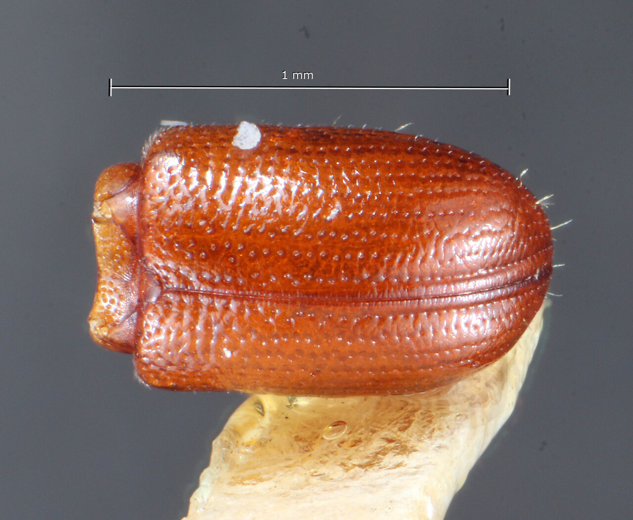 Genus / Species: Araptus cubensis | Image Author: TH Atkinson | Location: Cuba, Cienfuegos, Cayamas | Image Type: holotype | Collection: Entomology